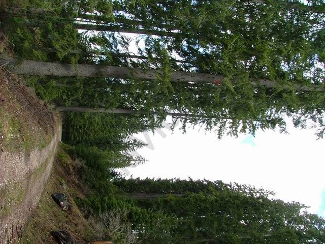 2006-7/200676163111103.jpg