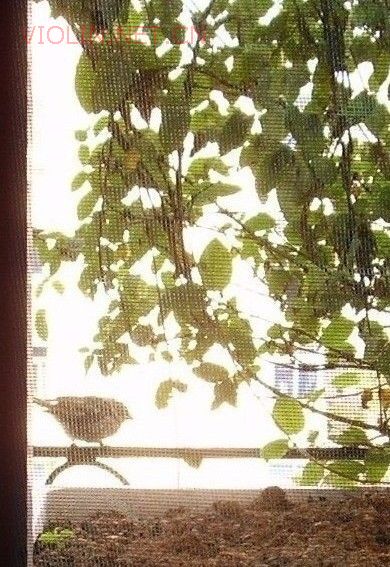 清晨侧耳听琴的小鸟