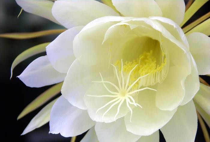 凌晨4点拍到的仙人球花