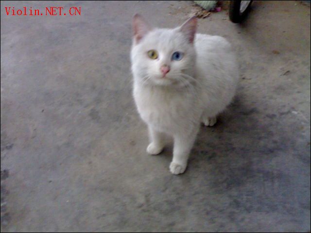 流浪猫小白照片show