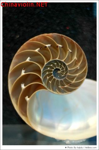 小于说琴：高级提琴选购——琴头