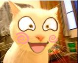 猫惊喜.jpg