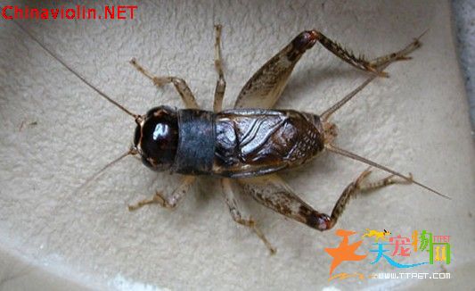 除了拉琴还喜欢蛐蛐