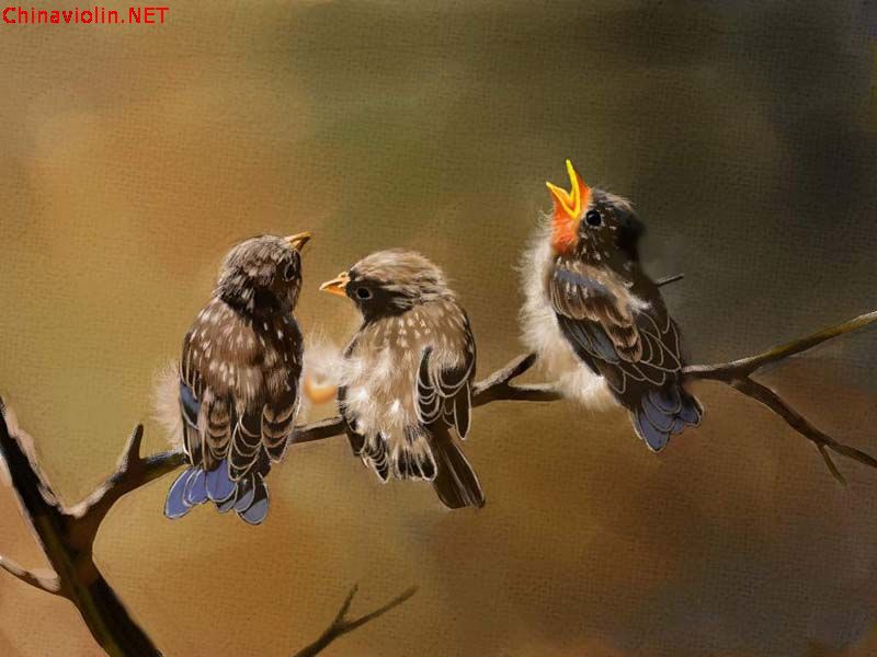 bird.jpg