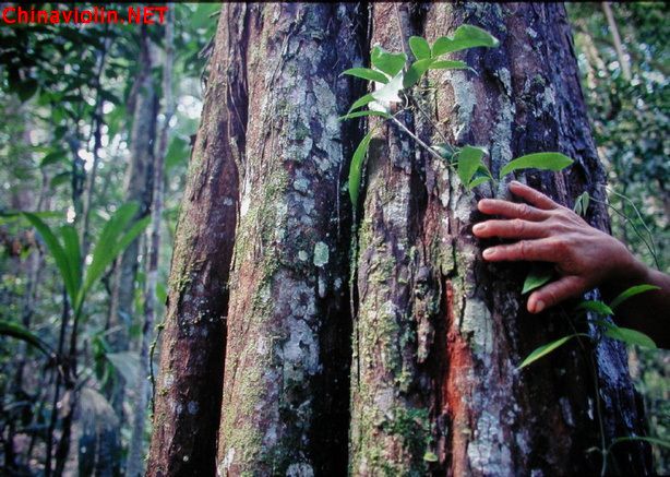 琴弓是如何炼成的