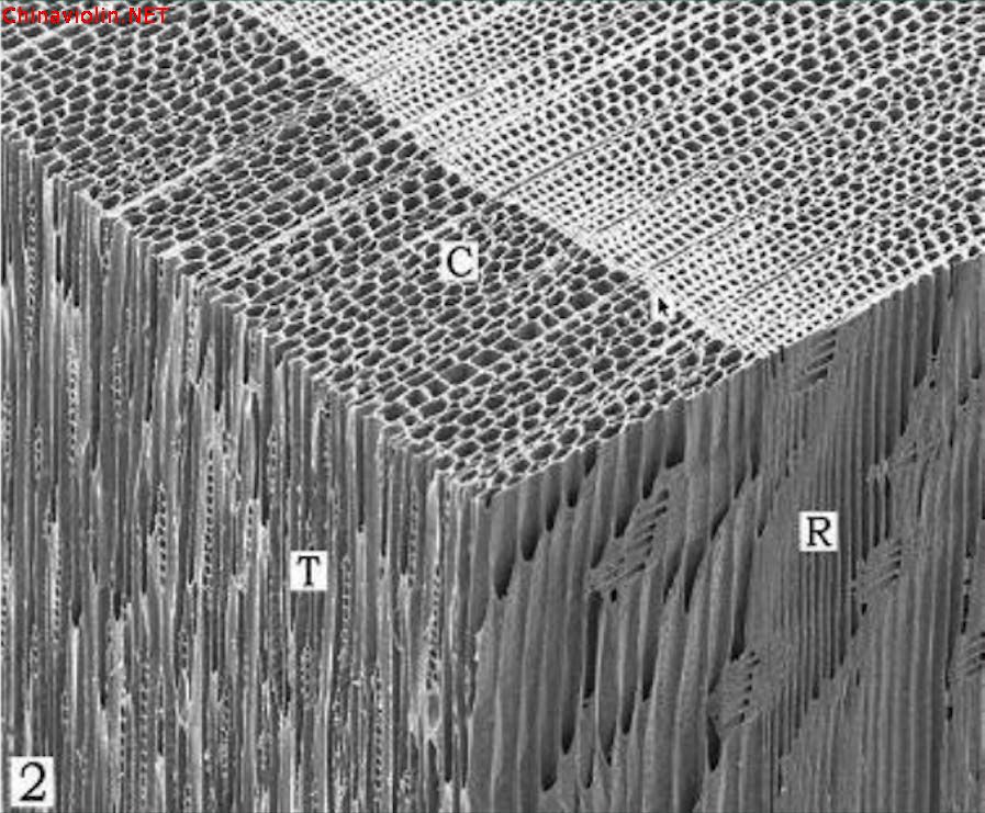 对提琴油漆的认识