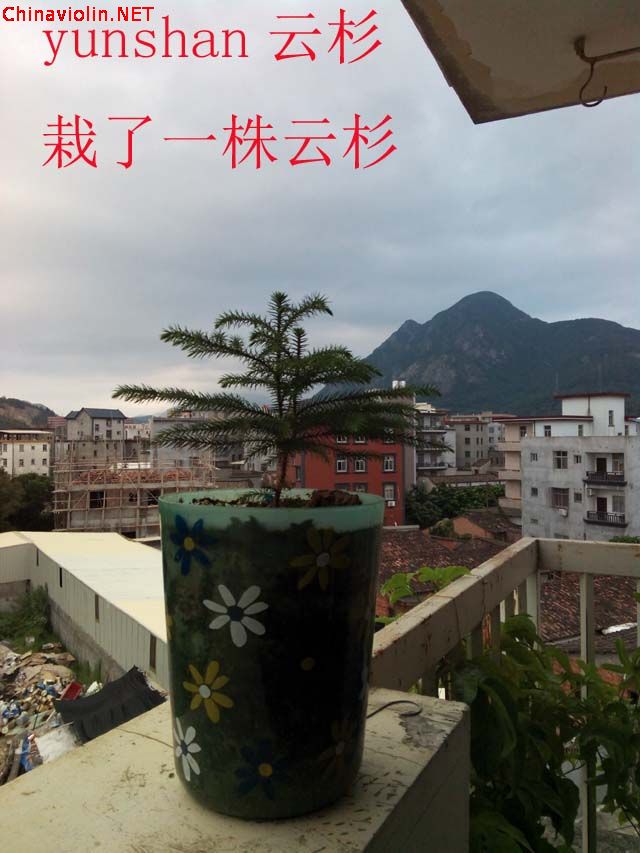 云杉栽了一株云杉.jpg