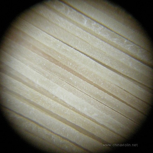 显微镜下看琴弓马尾