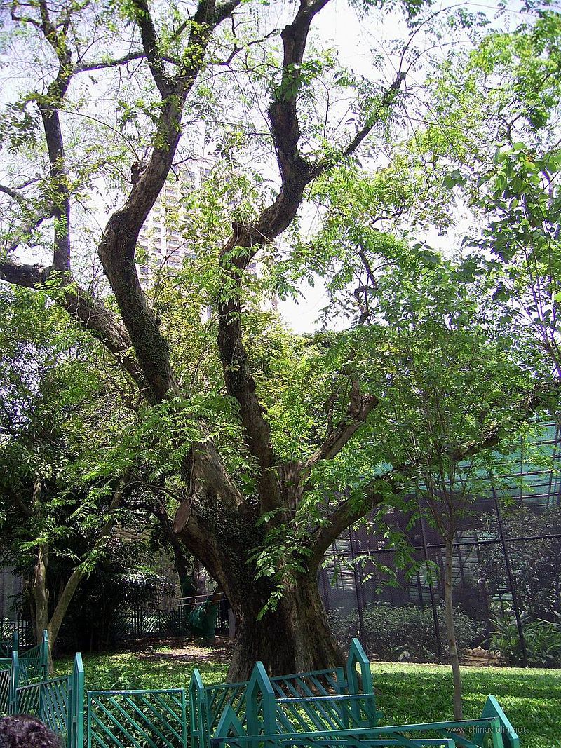 香港动植物公园中的紫檀