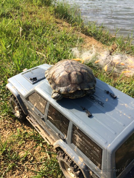 救了一只被渔网缠住的乌龟