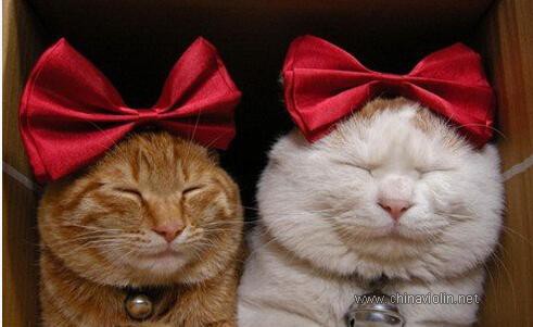 琴友们喜爱的音乐系列——《婚礼进行曲》