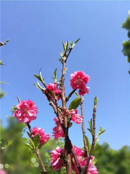 IMG_20180309_151940_副本.jpg
