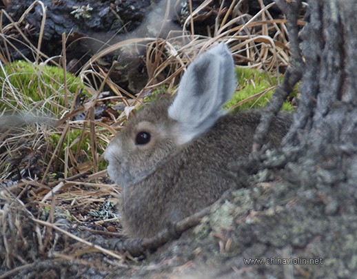 九月中的阿拉斯加