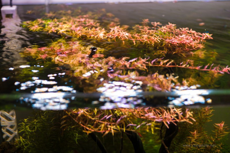 我的美国红孔雀鱼