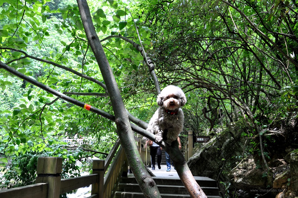 呵呵、宠物狗上了树。