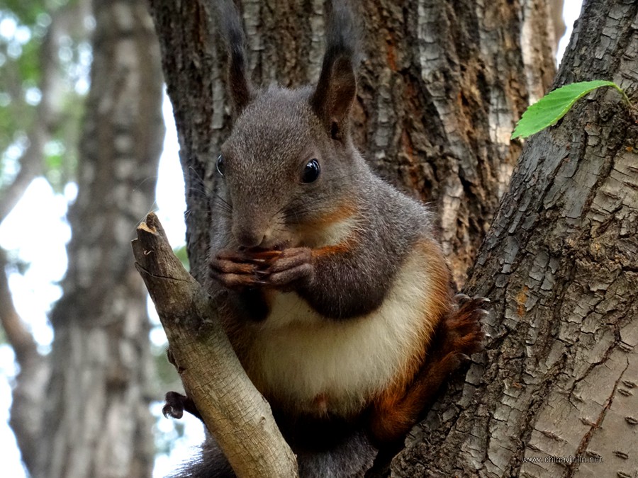 松鼠1.jpg