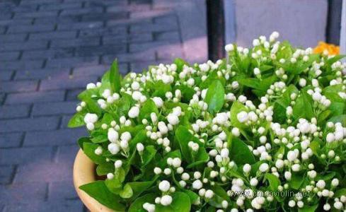 琴友们喜爱的音乐系列——《茉莉花》