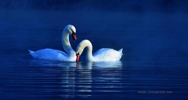 琴友们喜爱的音乐系列——柴可夫斯基《天鹅湖》