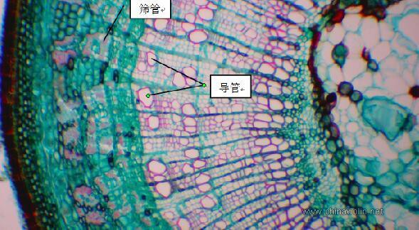 让我们一起来加深对木材的认识吧！——“虎纹”是怎么形成的？ ... ... ...