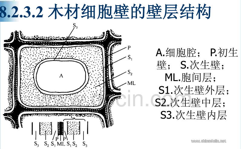 木材细胞.jpg