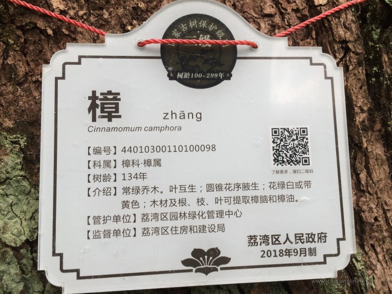 一百三十多岁的古樟树上的枝丫，是怎样变成小提琴音柱的？ ...