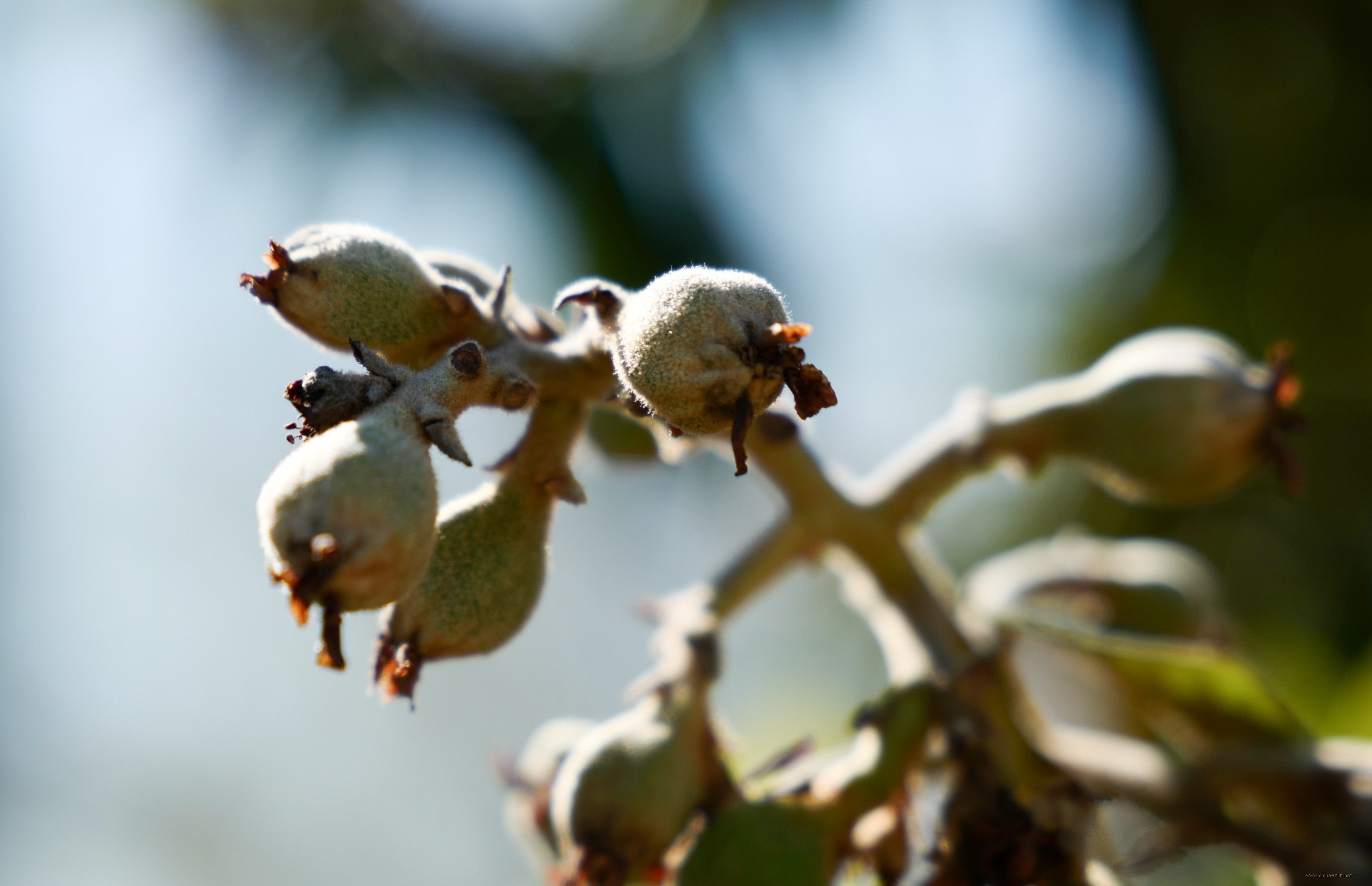 枇杷早早地結果了