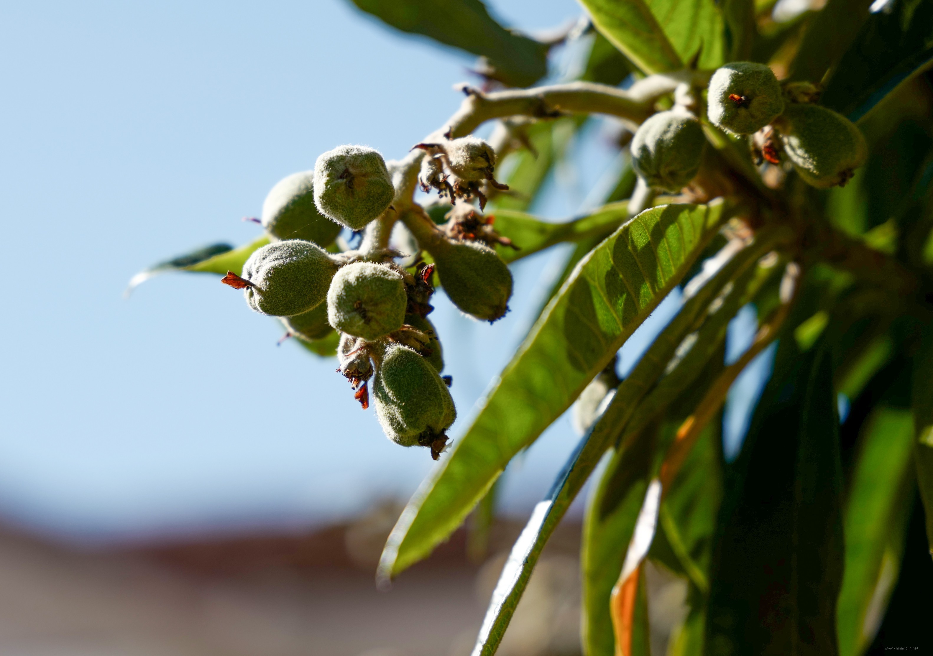 枇杷早早地結果了