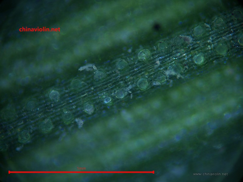 木贼草、砂纸、刮片、刨刀打磨效果对比。