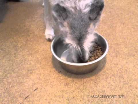 DogHemianopsia.jpg