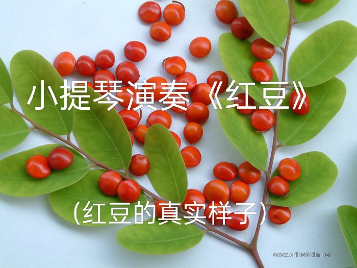 《红豆》(小提琴演奏)