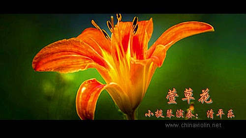 萱草花.jpg