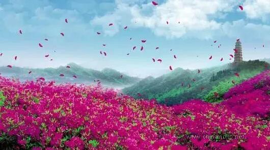 《山丹丹开花红艳艳》