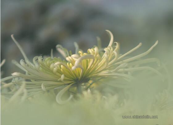 周杰伦《菊花台》