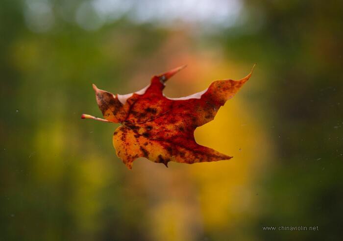 张学友《秋意浓》