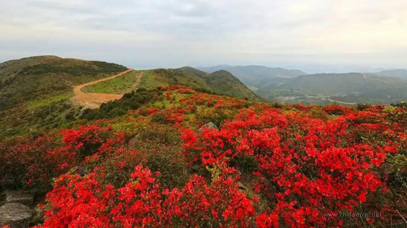 傅庚辰《映山红》
