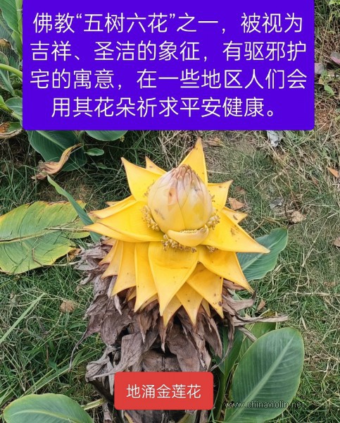 梁祝之[同窗共读]片段