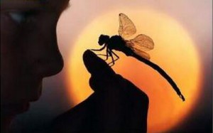 你肩膀上有蜻蜓吗？