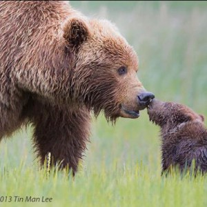 福雷 Berceuse Faure