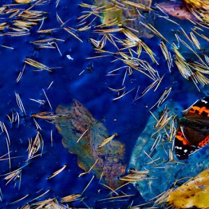 清拉《秋水伊人》