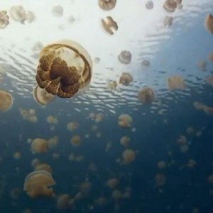 李姆斯基-柯薩科夫的水下世界《印度客商之歌》