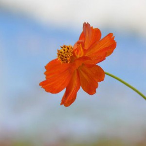 苔花如米小，也学牡丹开。