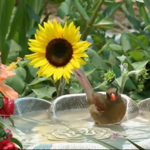 新年到， 再献 “良宵” 凑兴。