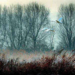 我拉的柴可夫斯基《旋律》