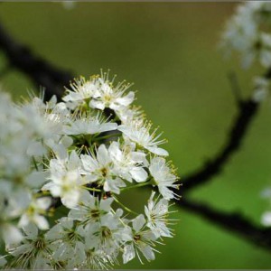 贝多芬《春天》