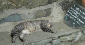 【2013 意大利】无敌意大利喵星人——鱼儿专供