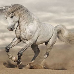 弓毛应该有几根？