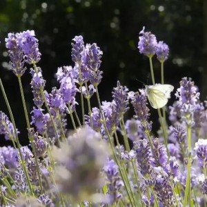 Vilja Song 風流寡婦的<薇莉亚之歌>