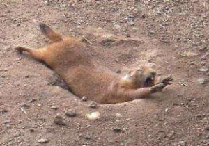 幼儿学琴的几点说明