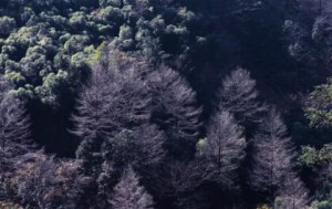 西蒙尼蒂的較緩慢的版本