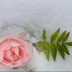 新錄的拉赫馬尼諾夫<練聲曲>